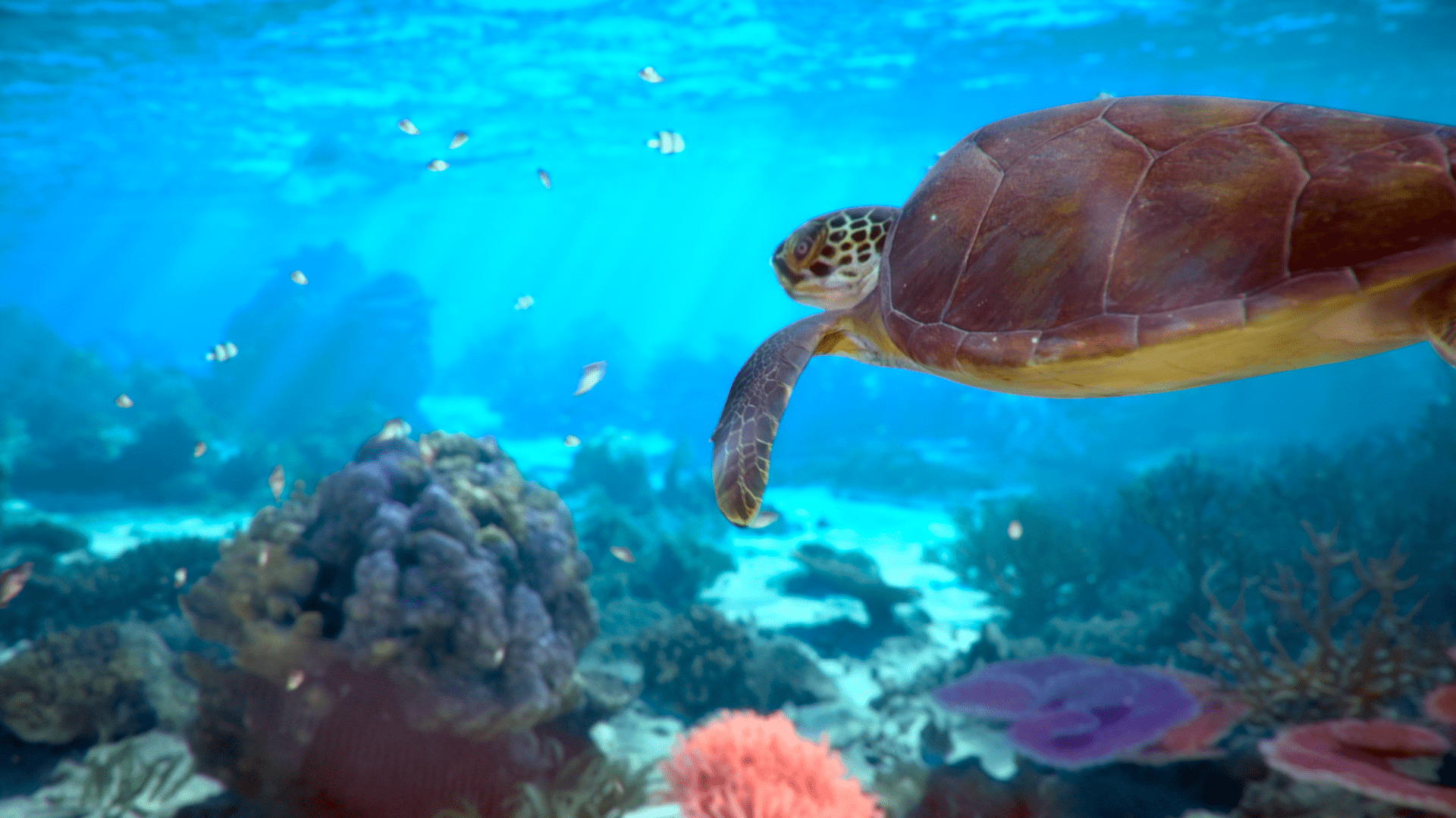 3D underwater sea turtle swimming through coral reef scene from environmental storytelling animation project